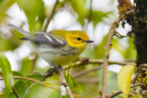 Black-throated Green Warbler (Setophaga virens)