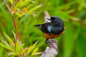 Chestnut-bellied Flowerpiercer (Diglossa gloriosissima)