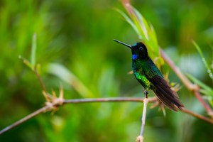 Dusky Starfrontlet (Coeligena orina)