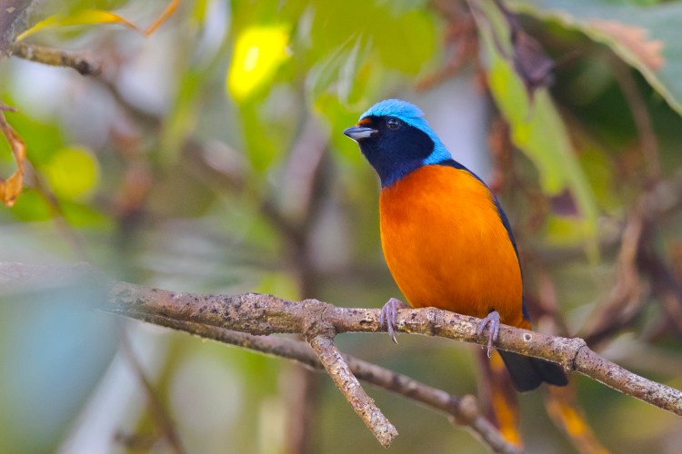 Elegant Euphonia (Euphonia elegantissima)