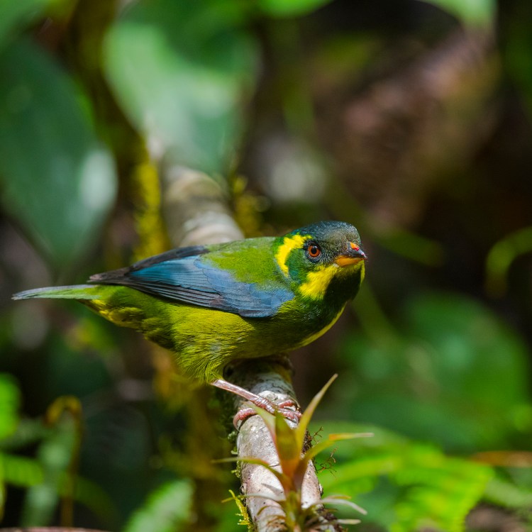 Gold-ringed Tanager (Bangsia aureocincta)