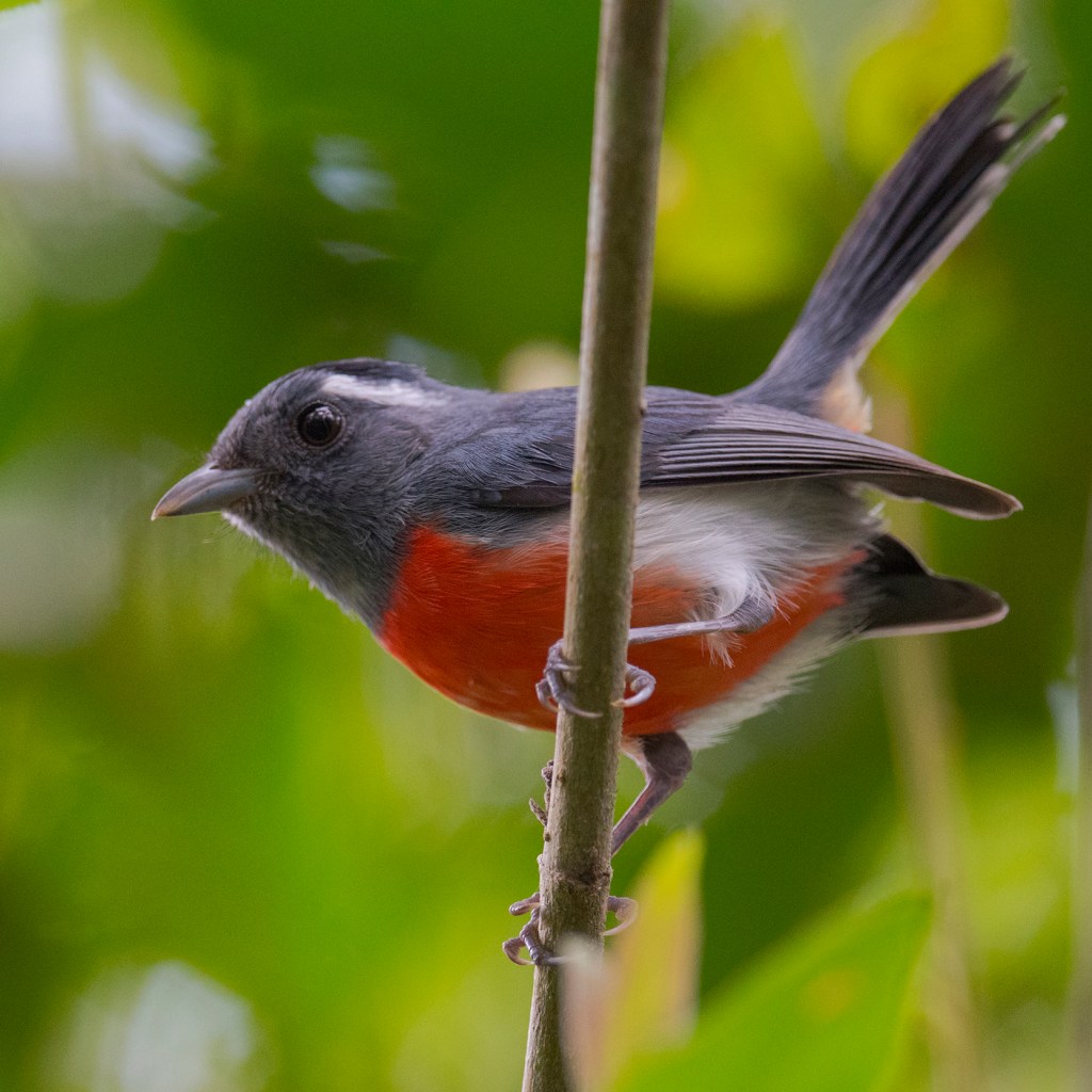Gray-throated Chat (Granatellus sallaei)