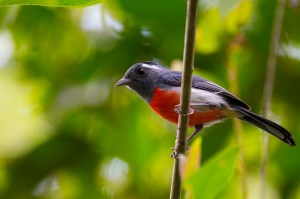 Gray-throated Chat (Granatellus sallaei)