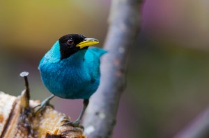 Green Honeycreeper (Chlorophanes spiza)