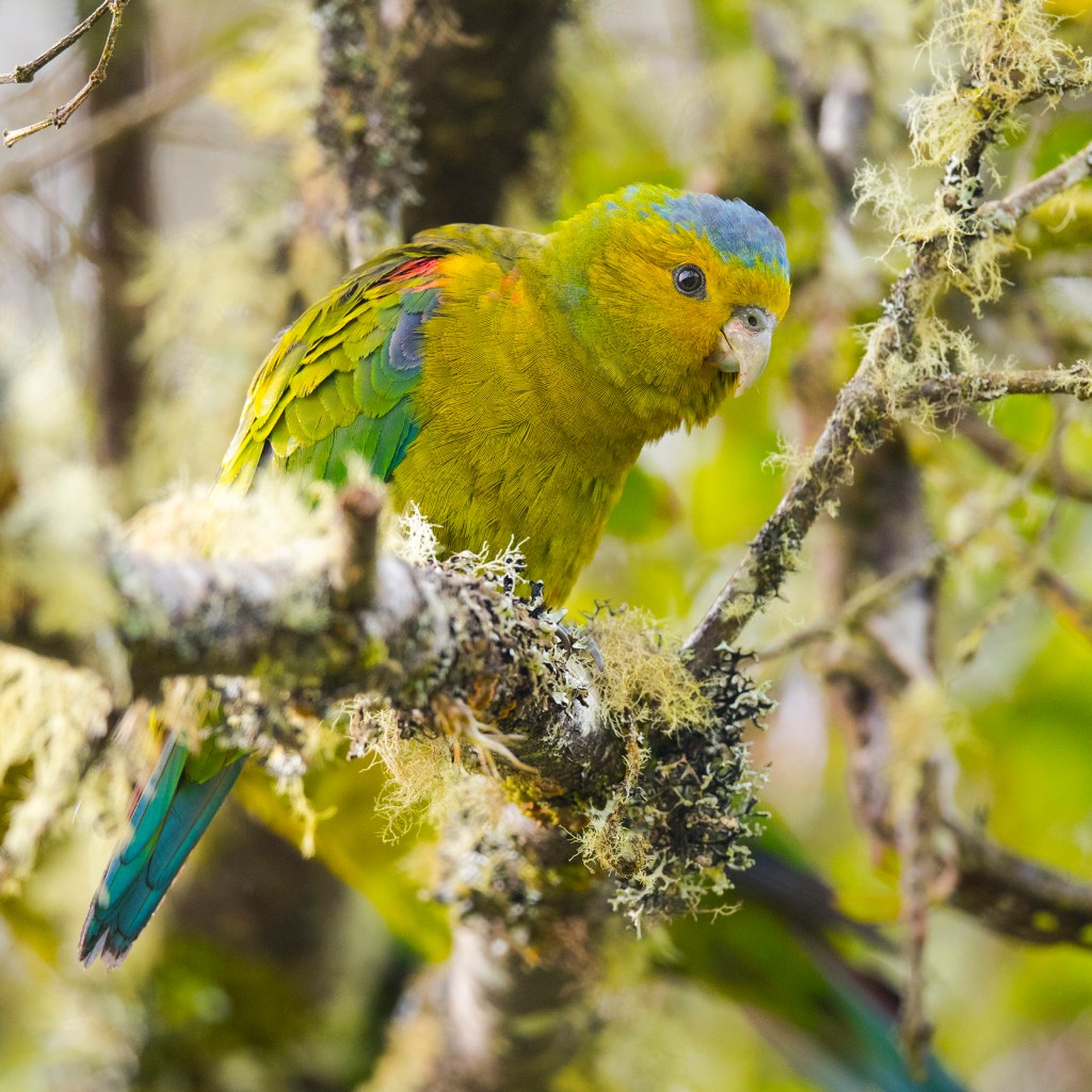Indigo-winged Parrot (Hapalopsittaca fuertesi)