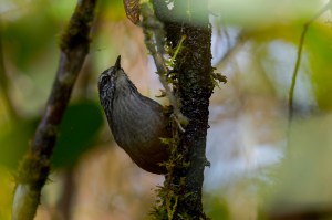 Munchique Wood-Wren (Henicorhina negreti)