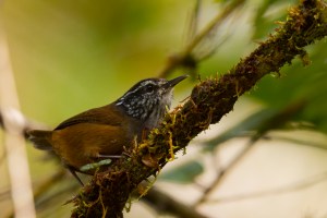 Munchique Wood-Wren (Henicorhina negreti)
