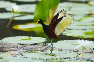 Northern Jacana (Jacana spinosa)