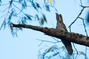Northern Potoo (Nyctibius jamaicensis)