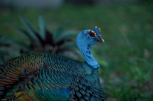Ocellated Turkey (Meleagris ocellata)