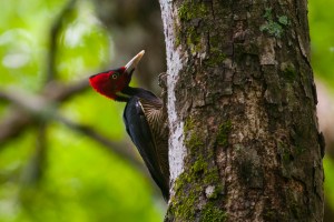 Pale-billed Woodpecker (Campephilus guatemalensis)