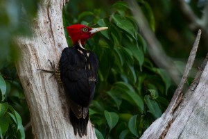 Pale-billed Woodpecker (Campephilus guatemalensis)