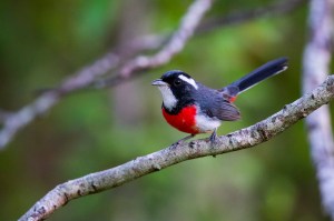 Red-breasted Chat (Granatellus venustus)