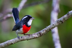 Red-breasted Chat (Granatellus venustus)