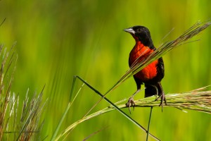Red-breasted Meadowlark (Sturnella militaris)