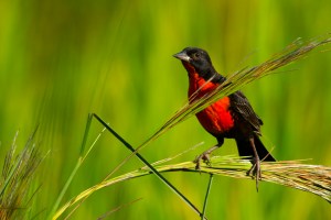 Red-breasted Meadowlark (Sturnella militaris)