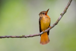 Royal Flycatcher (Onycorhynchus coronatus)