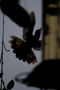Rufous Sabrewing (Campylopterus rufus)