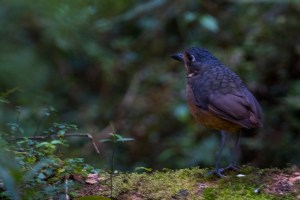Scaled Antpitta (Grallaria guatimalensis)