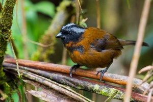 Tanager Finch (Oreothraupis arremonops)