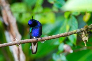 Velvet-purple Coronet (Boissonneaua jardini)