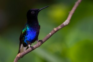 Velvet-purple Coronet (Boissonneaua jardini)