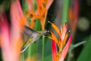 White-tailed Goldenthroat (Polytmus guainumbi)