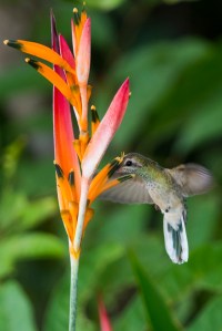 White-tailed Goldenthroat (Polytmus guainumbi)