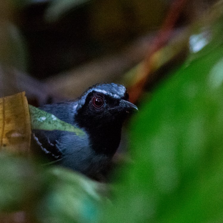 Black-faced Antbird (Myrmoborus myotherinus)