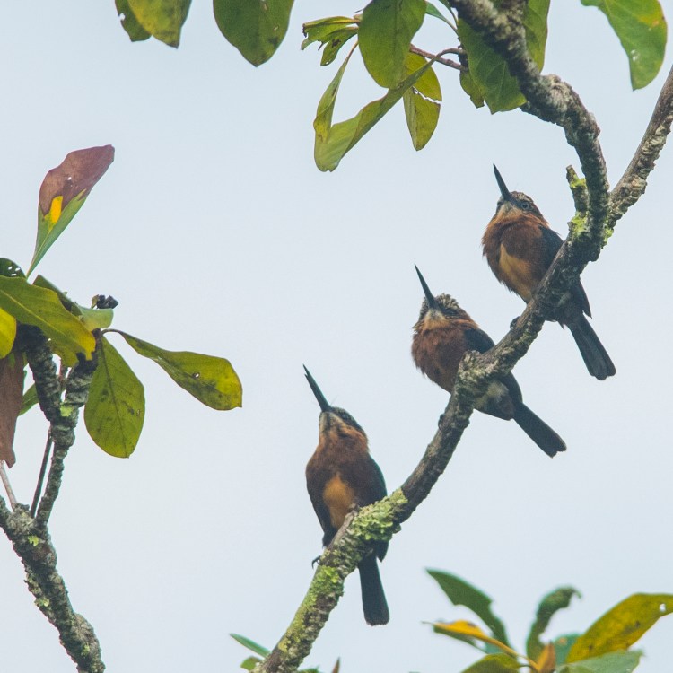 Brown Jacamar (Brachygalba lugubris)