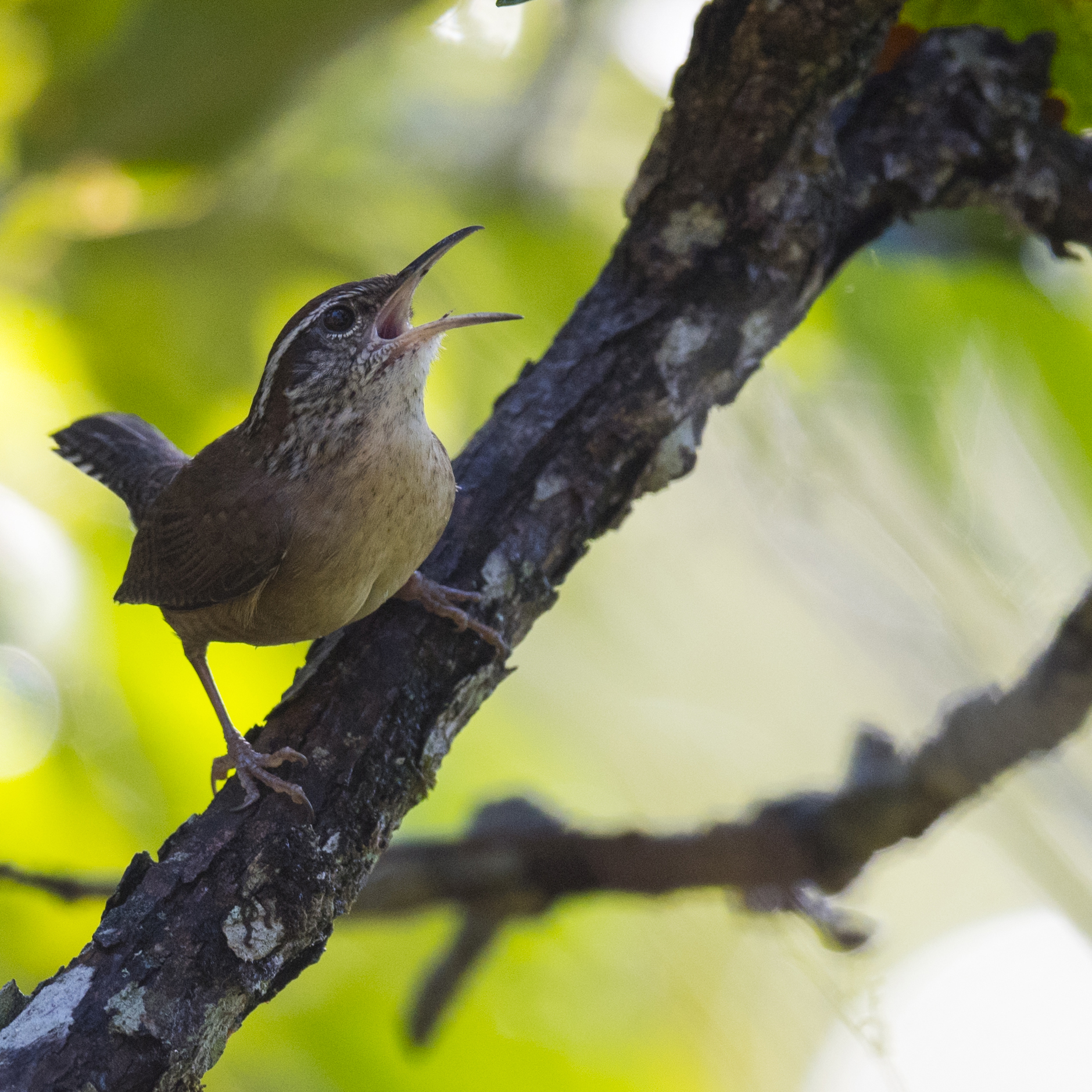 Carolina 'Verapaz' Wren (Thryothorus ludovicianus subfulfus)