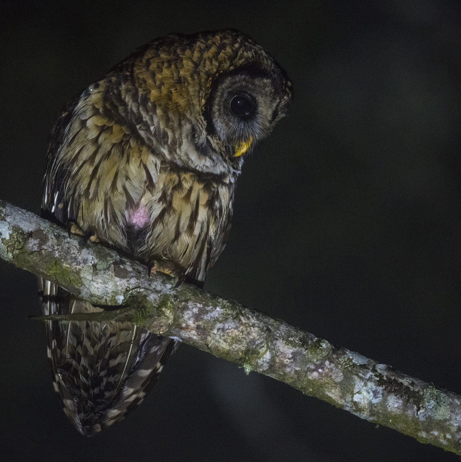 Fulvous Owl (Strix fulvescens)