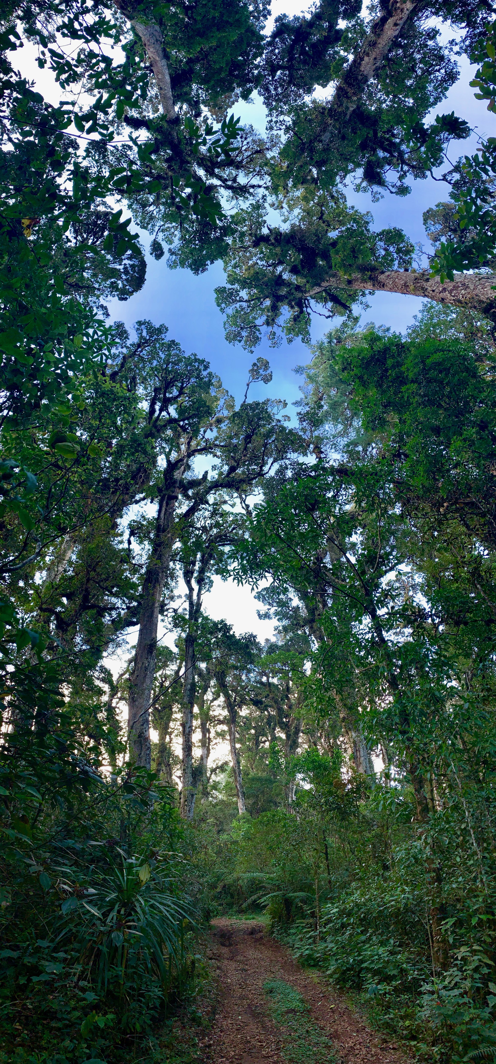 Oak trees at Sierra de las Minas