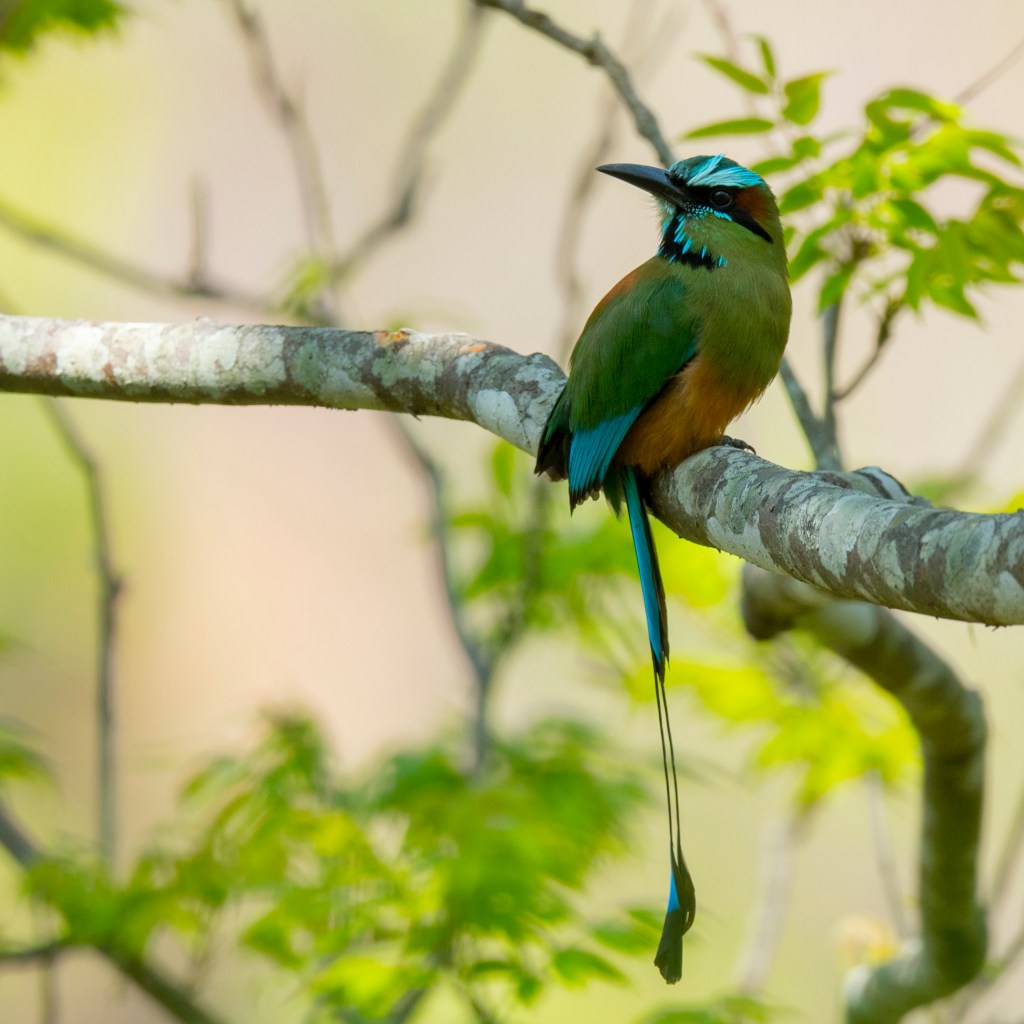 Turquoise-browed Motmot (Eumomota superciliosa)