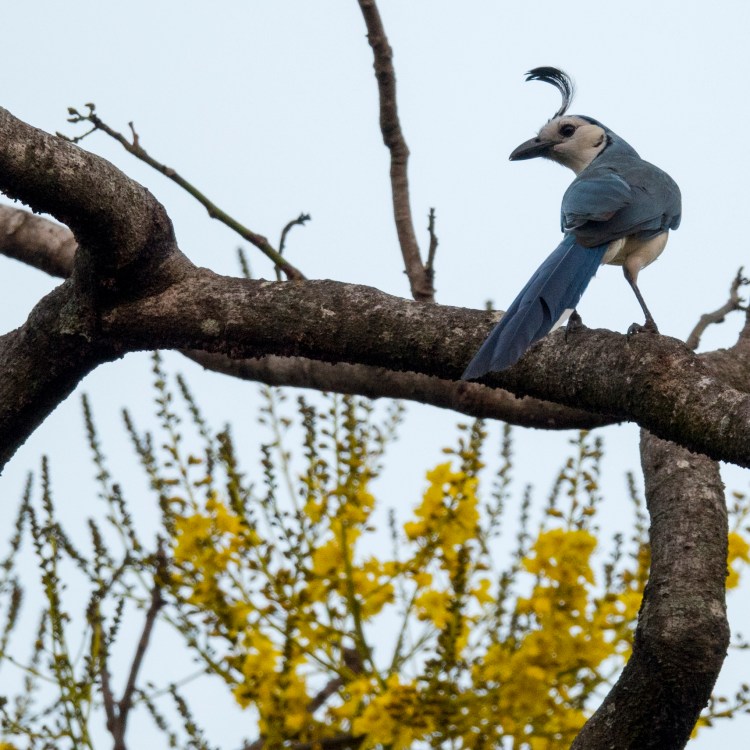 White-throated Magpie-Jay (Calocitta formosa)