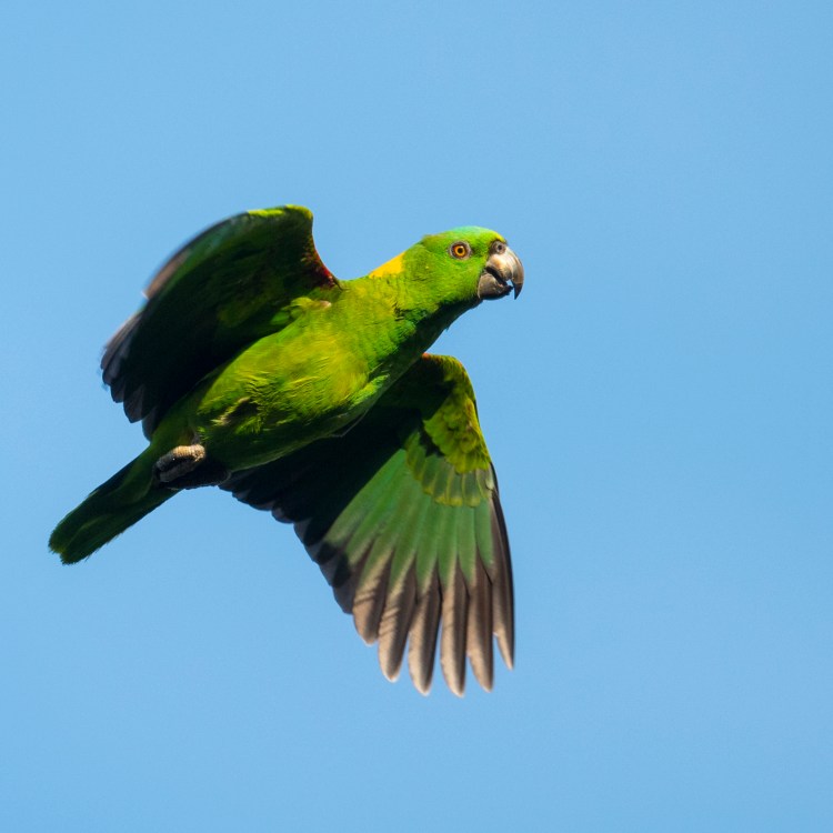 Yellow-naped Parrot (Amazona auropalliata)