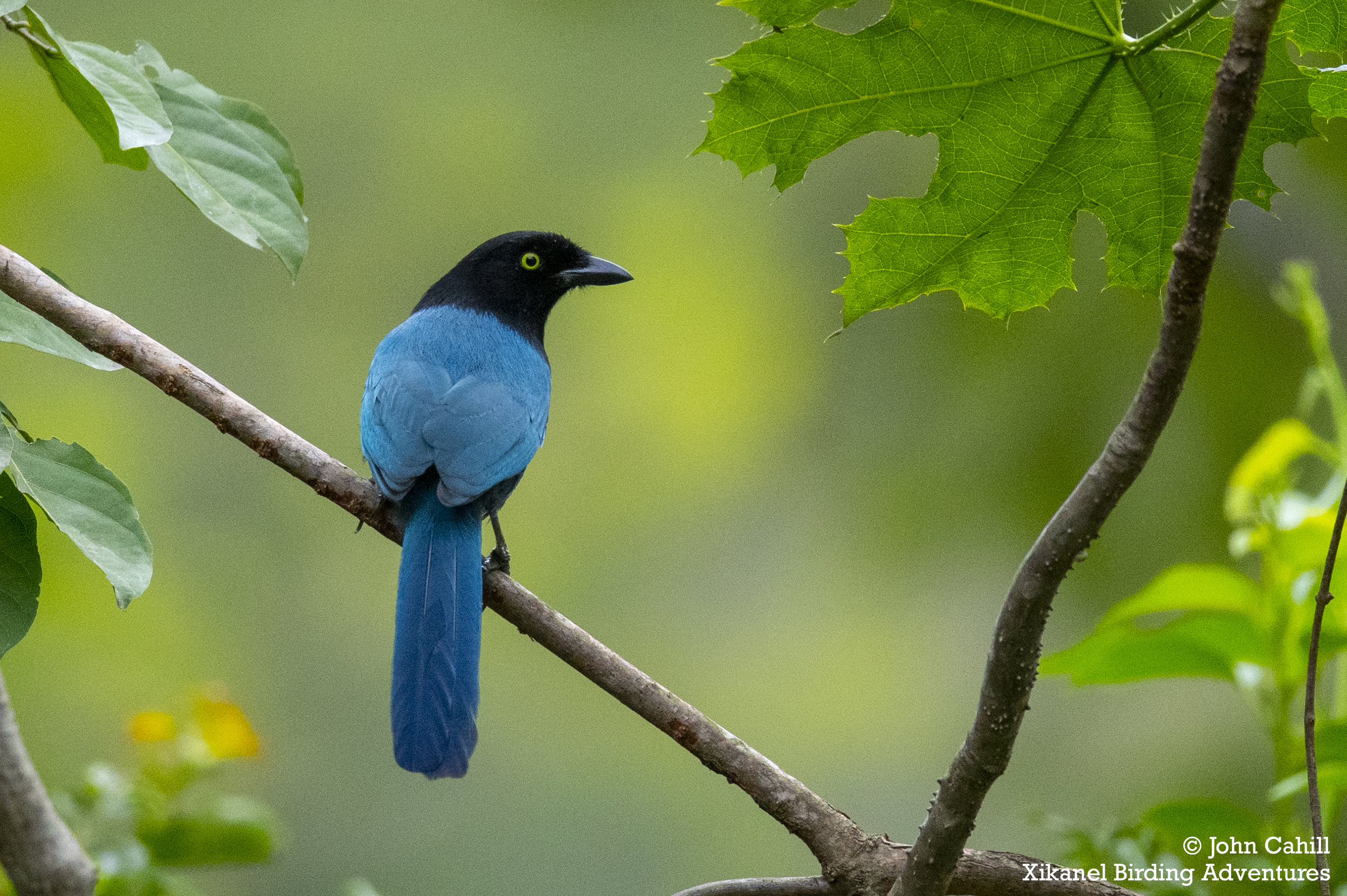 Bushy-crested Jay (Cyanocorax melanocyaneus)