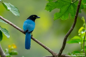 Bushy-crested Jay (Cyanocorax melanocyaneus)