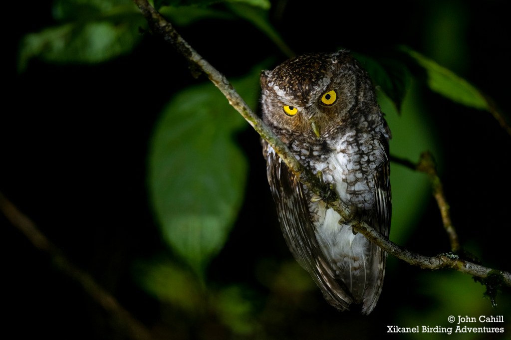 Bearded Screech-Owl (Megascops barbarus)