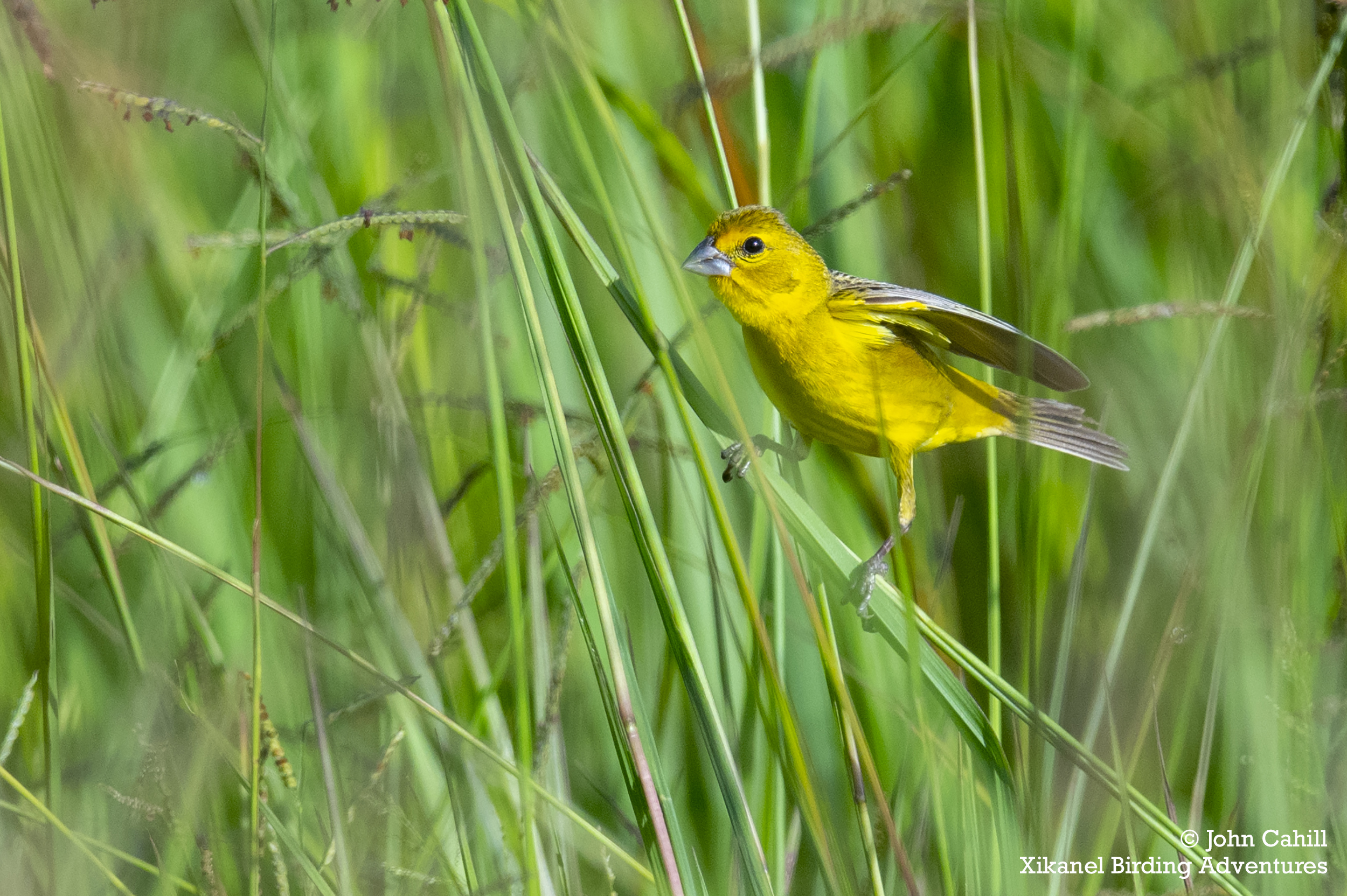 Grassland Yellow-Finch (Sicalis luteola)