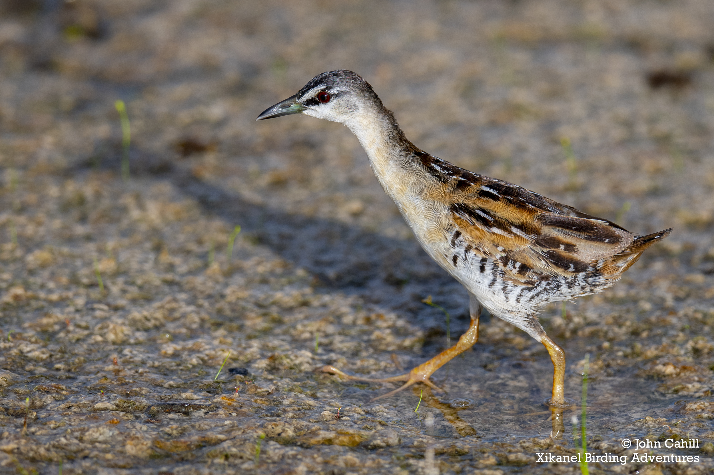 Yellow-breasted Crake (Hapalocrex flaviventer)