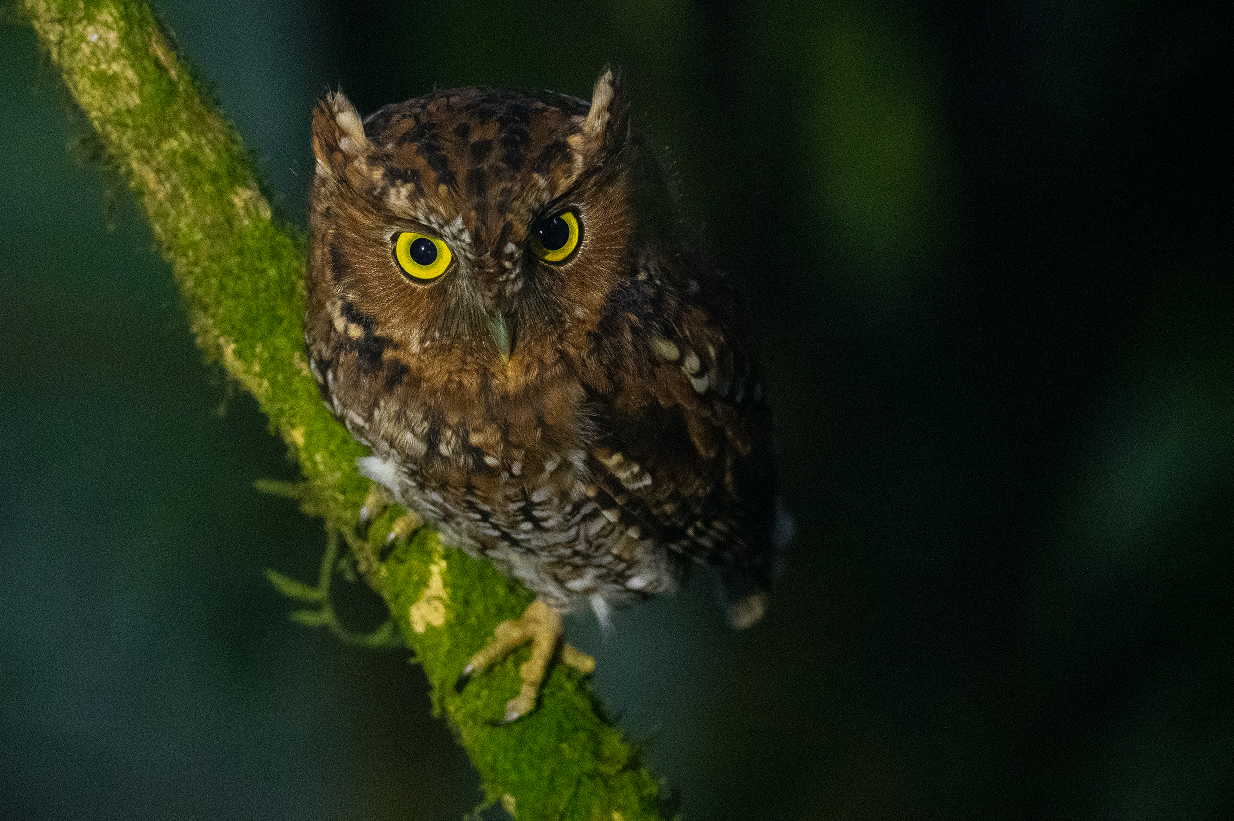 Bearded Screech-Owl (Megascops barbarus)