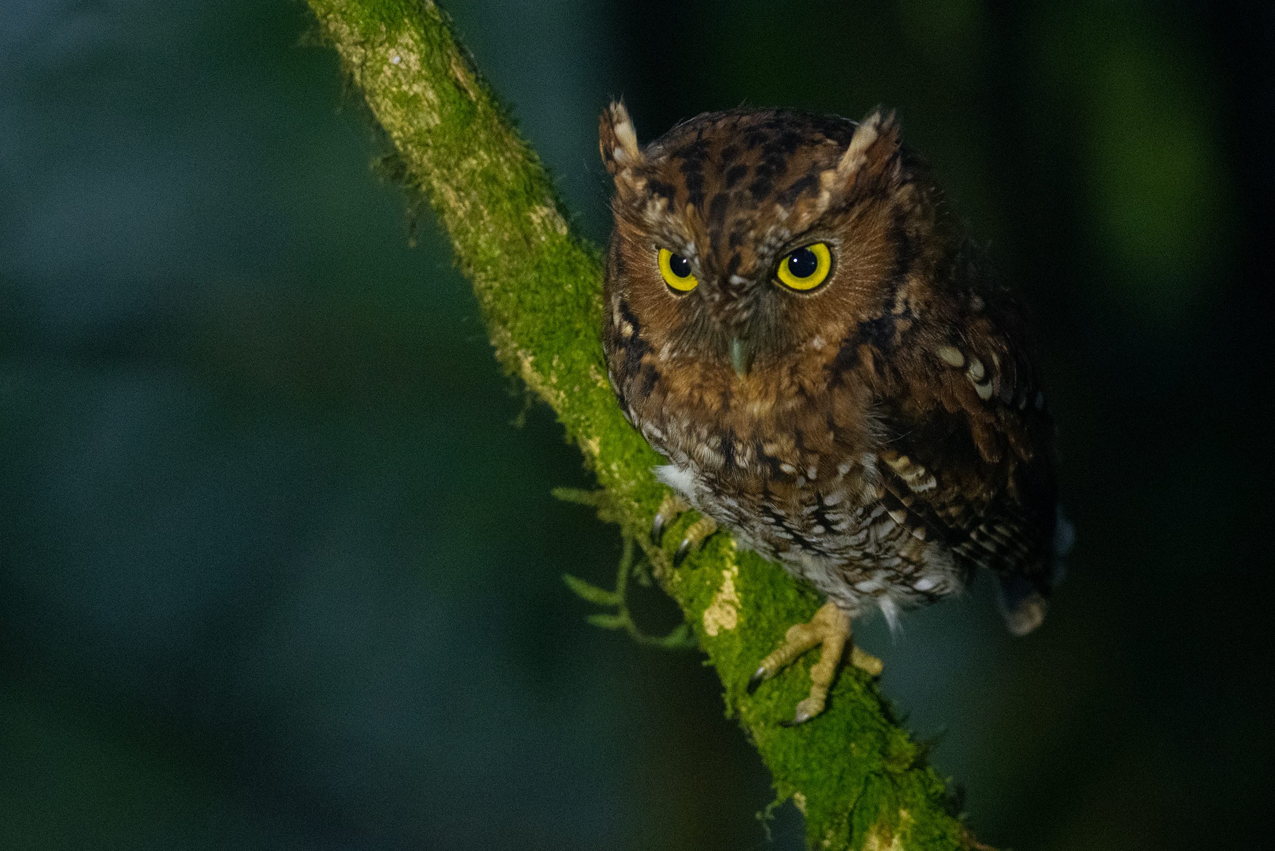 Bearded Screech-Owl (Megascops barbarus)