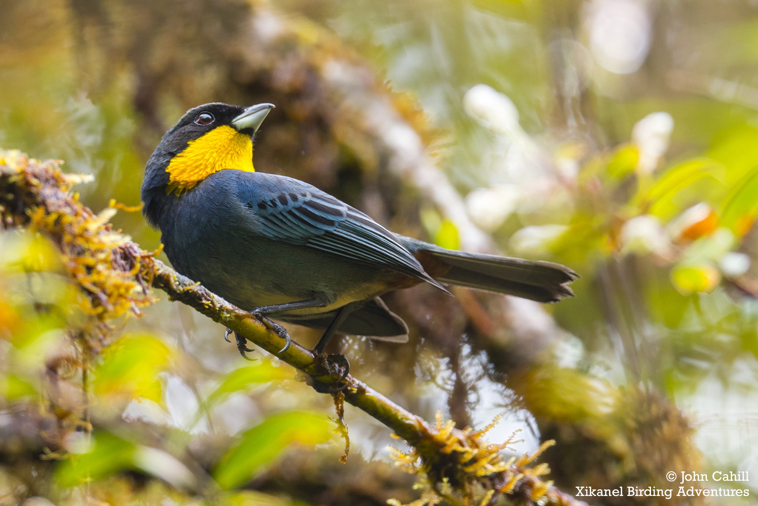 Purplish-mantled Tanager (Iridosornis porphyrocephalus)